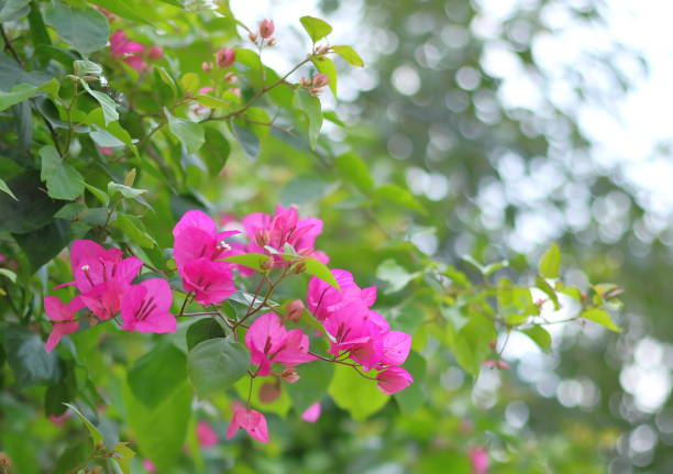 bougainvillea flower 木漏れ日 stock pictures, royalty-free photos & images