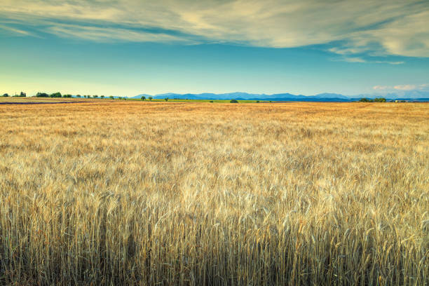 istock Gold wheat field and blue cloudy sky 697555784