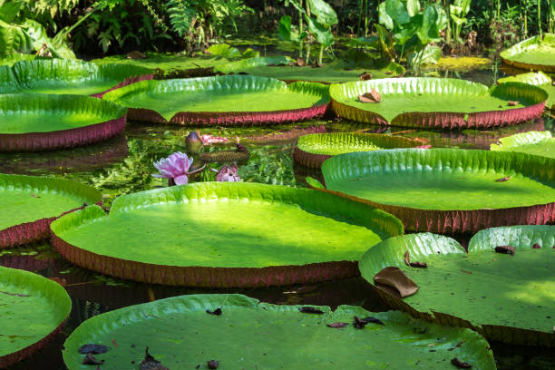 Flower of the Victoria Amazonica or Victoria Regia The best of Brazil regia stock pictures, royalty-free photos & images