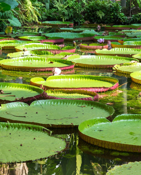 Flower of the Victoria Amazonica or Victoria Regia The best of Brazil regia stock pictures, royalty-free photos & images