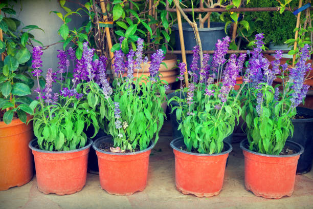 istock Lavender flowers in plant market 697558536