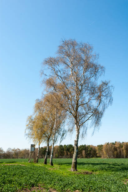 istock Box stand at a row of birches 697559138