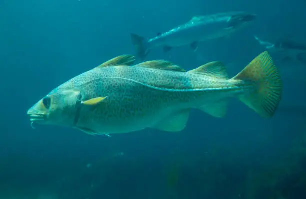 Baltic cod fish in Atlantic Sea Park in Alesund, Norway