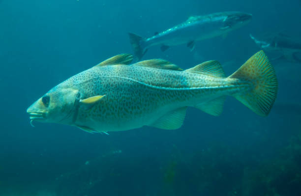 baltic cod fish in atlantic sea park in alesund, norway - bacalhau imagens e fotografias de stock