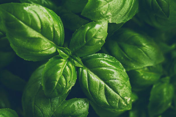istock Closeup of tasty beautiful basil. Toning. Selective Focus. 697561696