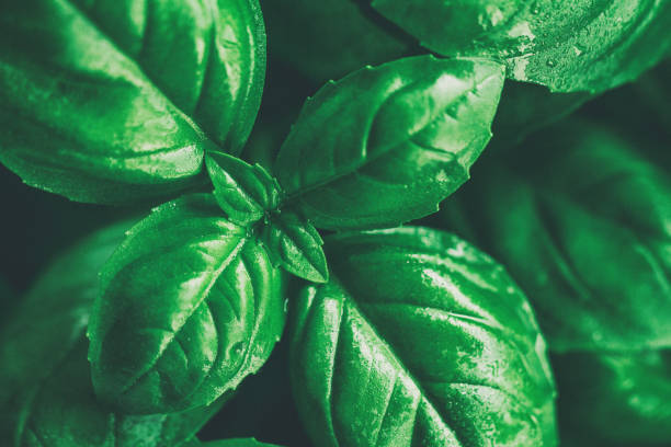 istock Closeup of tasty beautiful basil. Toning. Selective Focus. 697562776