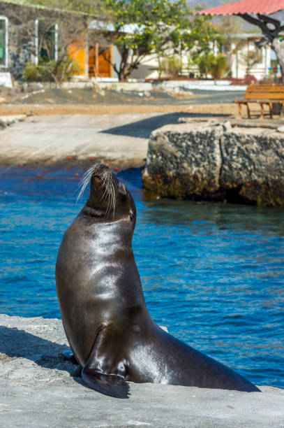 A sea lion is showing its beauty in Floreana, in the Galapagos Islands.