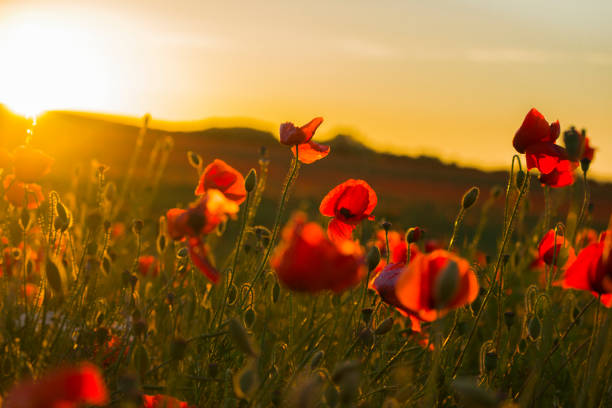 campo di papavero - plant poppy oriental poppy green foto e immagini stock