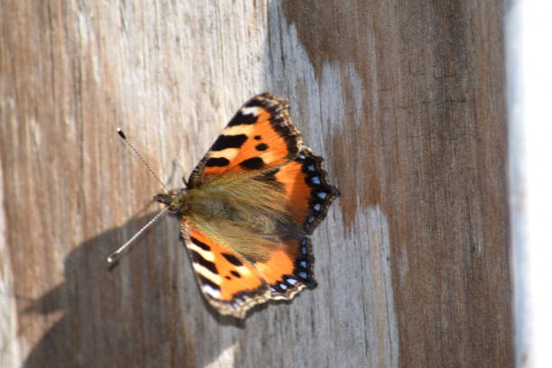 istock Red Admiral butterfly on wood, from behind 697569966