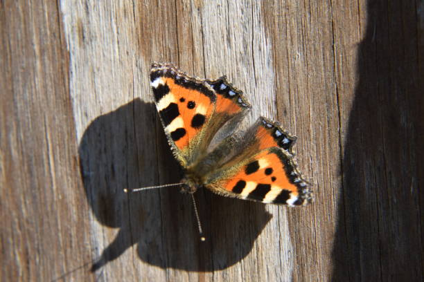 istock Red Admiral butterfly on wood, from above 697570120