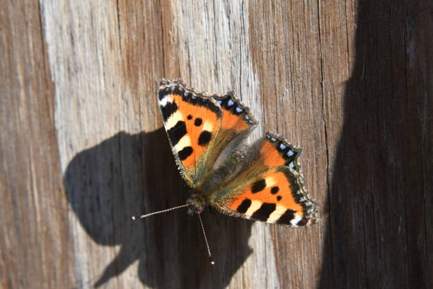 istock Red Admiral butterfly on wood grain. 697572292