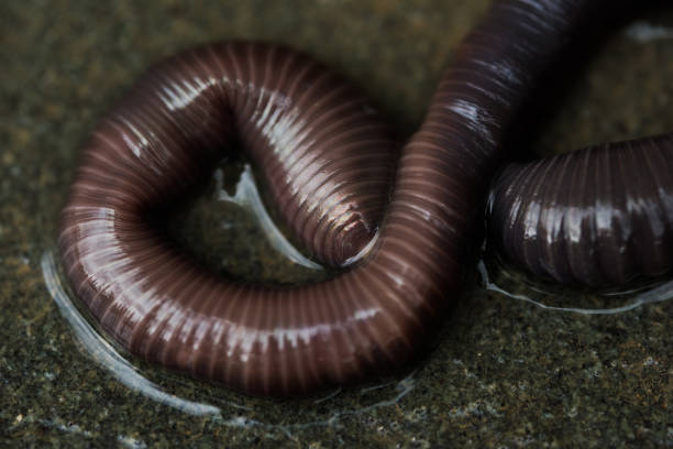 istock Earthworm on the ground after rain 697572332