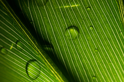 leaf, water, drop, garden and outdoors