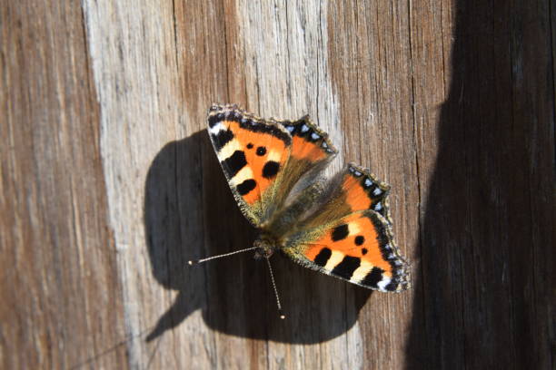 istock Red Admiral butterfly on wood 697572378