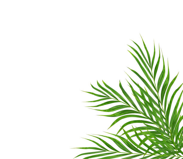 istock Green leaf of palm tree on white background 697573848