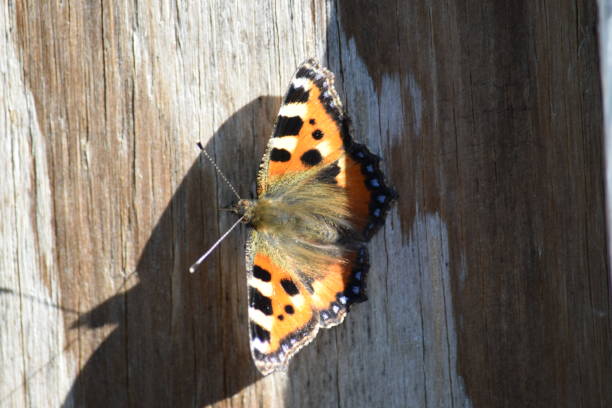 istock Red Admiral butterfly on wood background 697580158
