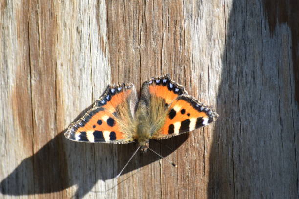 istock Red Admiral butterfly on wood, shadow 697580400