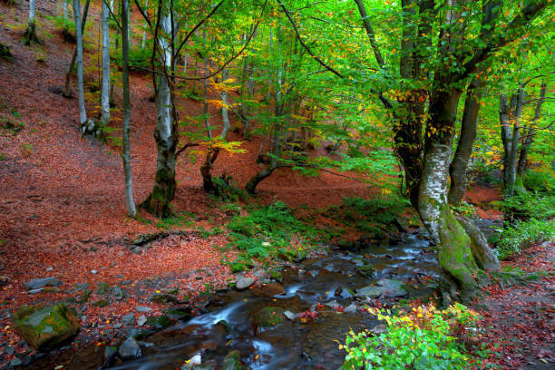 arroyo de bosque y agua otoño - autumn water leaf stream fotografías e imágenes de stock