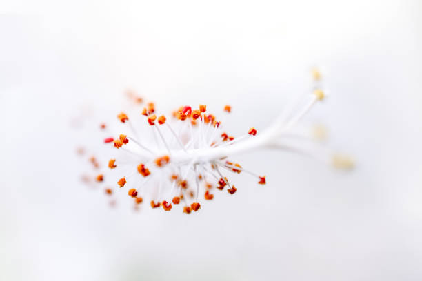 An ultra macro 4.5x of flower stamen detail.