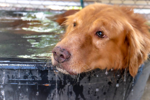 istock golden retriever close up nose background. 697583712