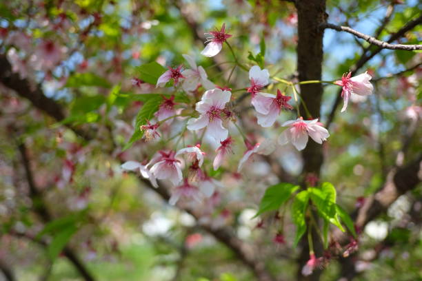 istock Cherry Blossom in branch falling remind the value of time. 697586968