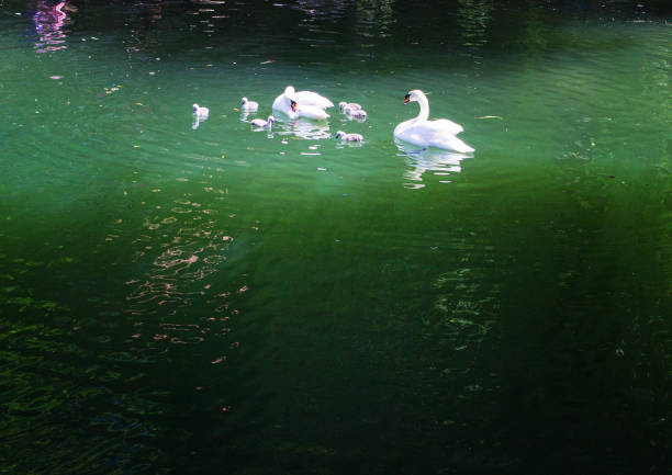 istock Swans on green water 697591200