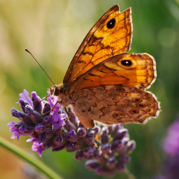 Tortoiseshell Butterfly on the Lavender