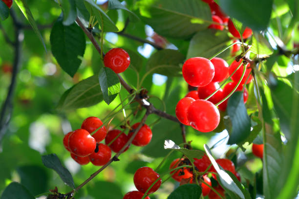istock Bunch of Red Cherries 697591710