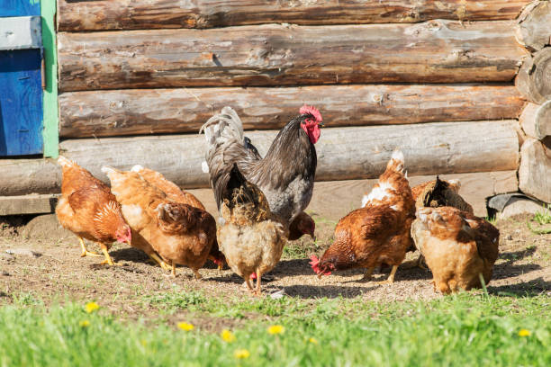 istock Rooster and hen on the farm 697593844