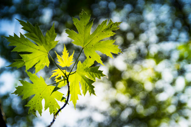 istock Green leaves in the backlight 697593884