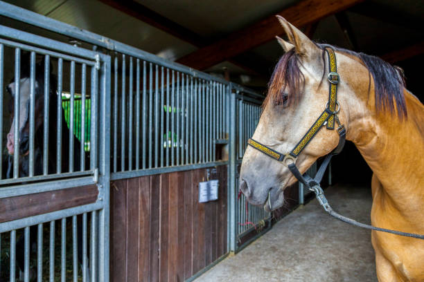 istock a brown horse stands in a barn 697594682