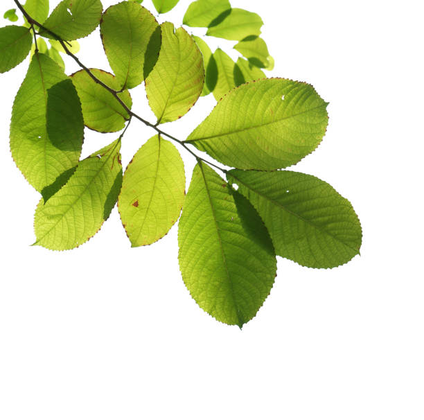 istock Green tree branch isolated on white background 697594944