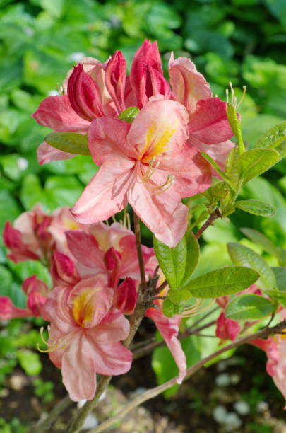 istock Blooming pink rhododendron in the garden 697595176