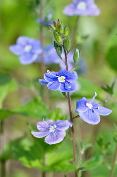istock Blue flowers Veronica chamaedrys closeup 697595218