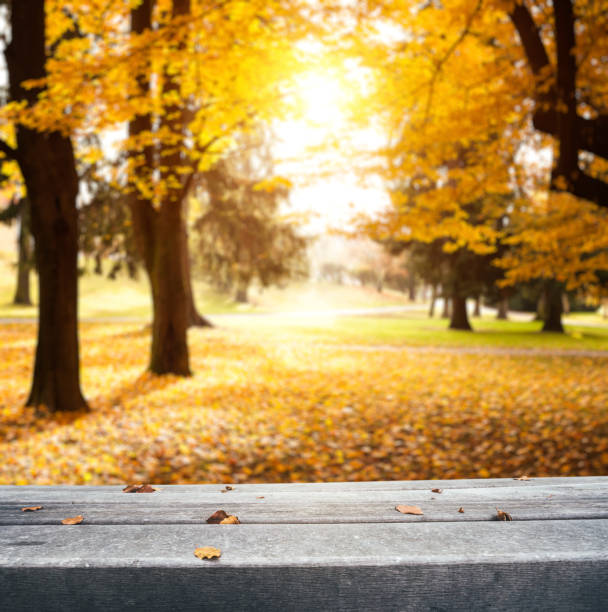 istock Autumn Background With Wooden Bench 697597344