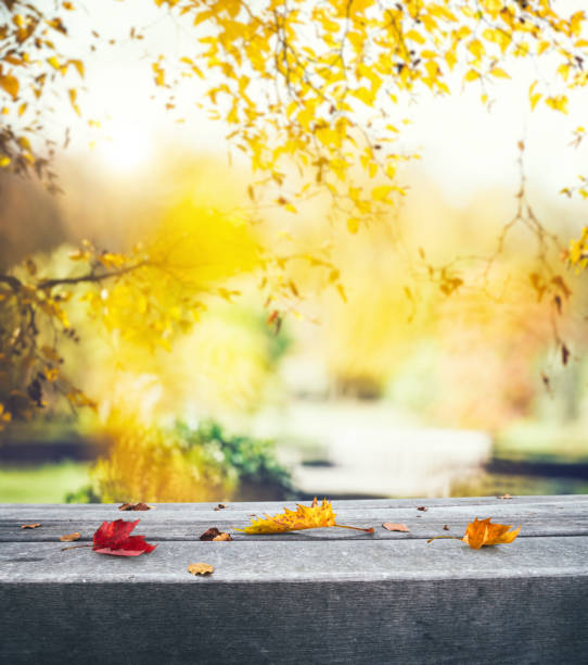 Autumn background with colorful leaves lying on the bench in park.