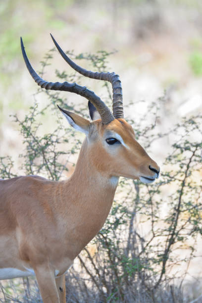 istock Impala, antelope in Africa 697598948