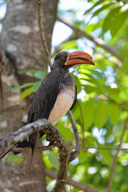 istock Crowned hornbill, parrot, Africa 697600920