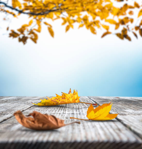 istock Autumn Background With Yellow Leaves 697604130