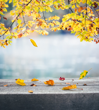 Autumn background with falling autumn leaves.