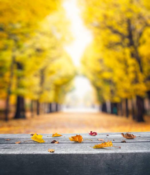 istock Autumn Leaves On Bench In Park 697607422