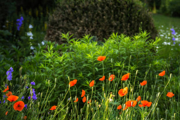 istock Colorful garden flowers 697608058