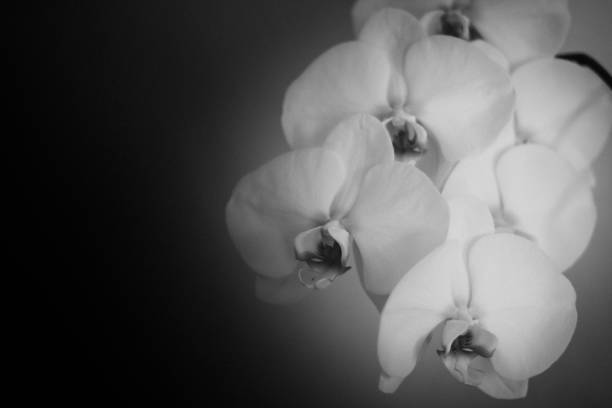 istock Close-Up Of Orchids Growing Outdoors 697609949