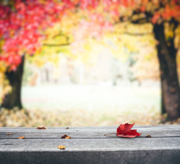 istock Autumn Background With Leaves On The Bench 697610992