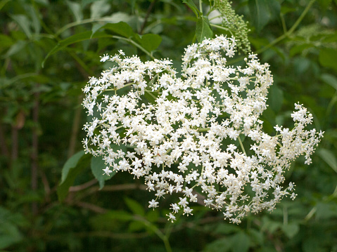 close up crisp elderberry white little flowers england uk