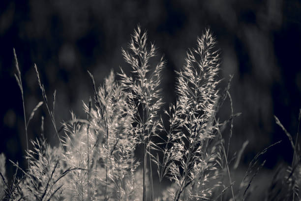 istock Grasses in field in b / w transformation 697613090