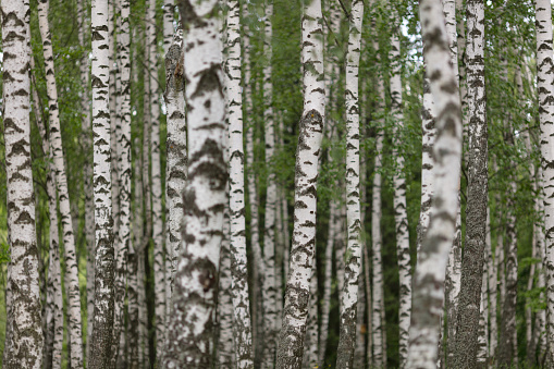 Birch Grove. Background of tree trunks