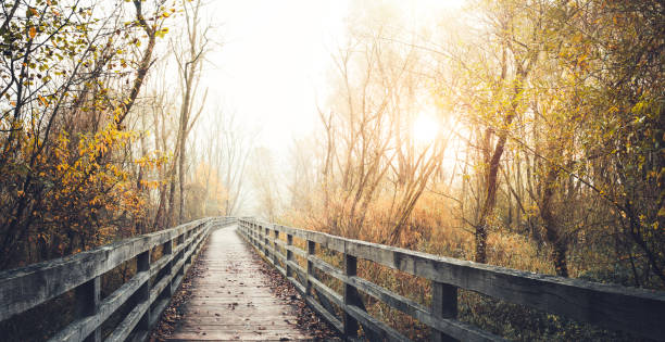 istock Footpath On An Autumn Morning 697619660