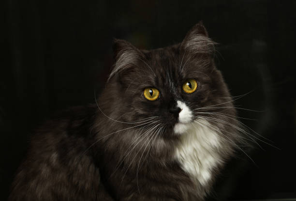 istock Close-Up Portrait Of Cat 697620697
