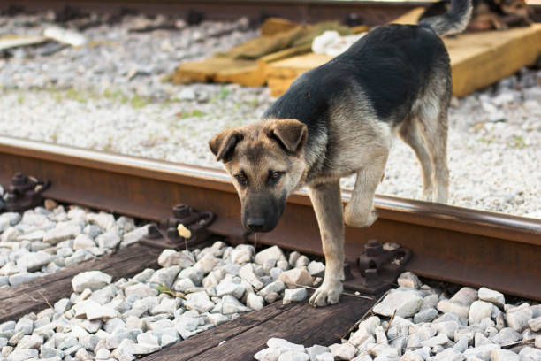 istock Dog crossing rail road 697621870